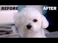 Beautiful Dog Grooming *Bichon Frise* Hairstyle Transformation