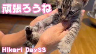 頑張ろうね Hikari Day33  2024 09 05 1