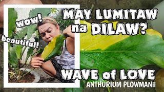 LEAF VARIGATIONS? ANTHURIUM PLOWMANII WAVE OF LOVE | PINOY PLANTITO HERMIE SONAJO