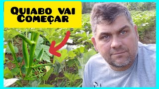 quiabo santa cruz vai começar a produzir, veja como está top a roça!