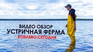 ✔️Коблево Видео: Устричная ферма. Виртуальная экскурсия. Обзор и отзывы.