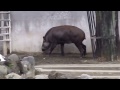 上野動物園　アメリカバク