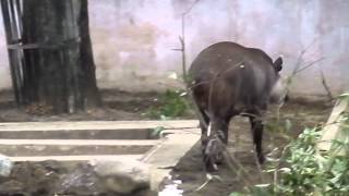 上野動物園　アメリカバク