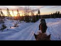 Winter horse riding adventure in Swedish Lapland