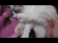 眠そうな猫　sleeping cat