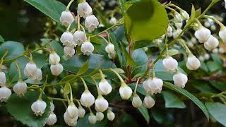 ギーマの花が咲く季節久米島ホタル館vlog美しい自然の景観