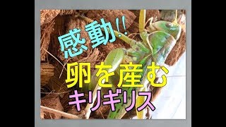 キリギリスの産卵