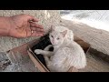 stray cats made this man their carpenter.