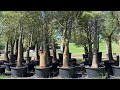 Bottle Trees Lined Up