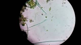 Algae that Responds to Light !