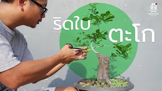 ริดใบบอนไซ | ตะโกนา