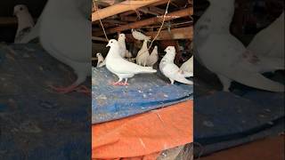 Kabuteron ke video🕊 #kabootar #kabuter #pigeon #shorts #shortvideo #bird #pigeoncare @birdloverarpan