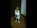 早朝部屋へやって来て散歩の誘いを顎で指図する柴犬マメ