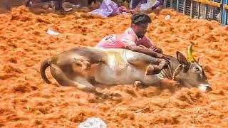 ( அனல் பறக்கும் களம் )🔥dharumapuri  jallikattu  2024 video 💥 |தருமபுரி ஜல்லிக்கட்டு வீடியோ 2024🔥