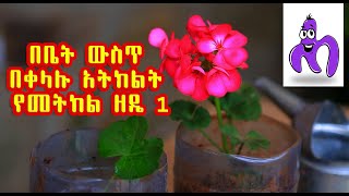 በቤት ውስጥ በቀላሉ አትክልት የመትከል ዘዴ Simple Planting Technique #nu_chika_Enabuka