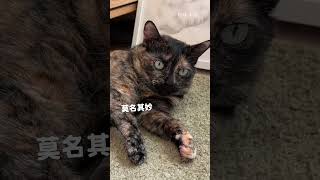 偷摸貓咪的肚子貓咪會生氣嗎？  #貓 #cat