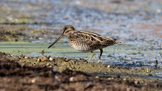 Wilson's snipe feeding