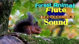 Forest Animal Flute Sound || Relaxing Flute Music || Flute || Relax || Sleep Flute Music || Calm ||