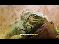 5 most dangerous lizards on earth nature s secrets