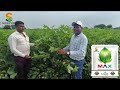 SEED PARK INDIA PVT LTD 'MAX' COTTON FIELD