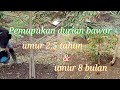 Pemupukan durian bawor umur 8 bulan & 2,5 tahun