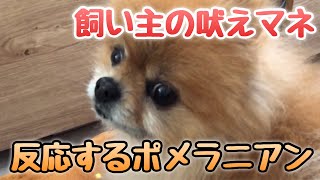 [ポメラニアン犬]飼い主の犬モノマネに反応して吠えるポメラニアン ※なぜか本物の犬の鳴き声には反応しません…