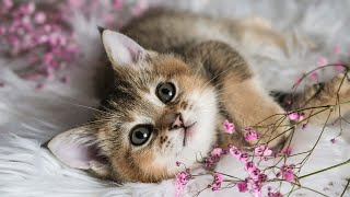Cat Lullaby For Kittens With Anxiety 😽relaxing Music For Cats 10 Hours