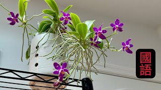 蘭花（177）（國語）美花蝴蝶蘭 Phal. pulchra