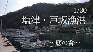 【和歌山インター店】1/30 (日) 塩津・戸坂漁港リアルタイム　和歌山釣果見聞録