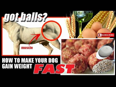 dogo argentino-got balls-How to make your dog gain weight fast dogo argentino-got balls-How to make your dog gain weight fast