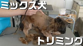 【トリミング】５倍速でわかる！ミックス犬のトリミング【２９０時間目】　|　(5Xspeed)Trimming for Mongrel dog