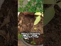 😧மாடி தோட்டத்திற்கு பெருச்சாளி வந்துடுச்சு gardening shorts