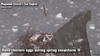 Magadan Steller's Sea Eagles🦅Dana Shelters Eggs During Spring Snowstorm❄️2022-05-07