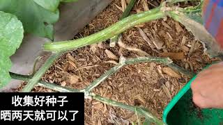 车前草茶 和干品保存方法