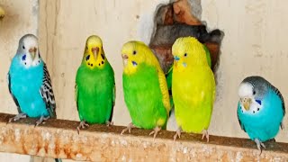 11 hr Budgies Singing _ Morning Bird Sounds _ Relaxing Bird Songs