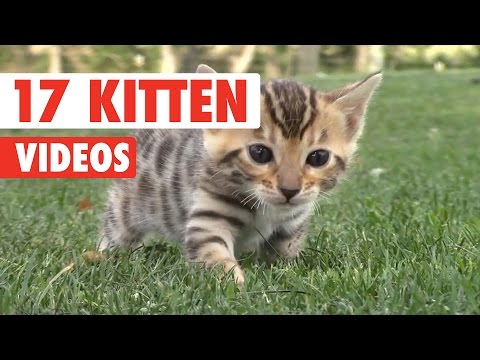 17 Funny Kitten Videos Compilation 2017 Seriously Funny Humor