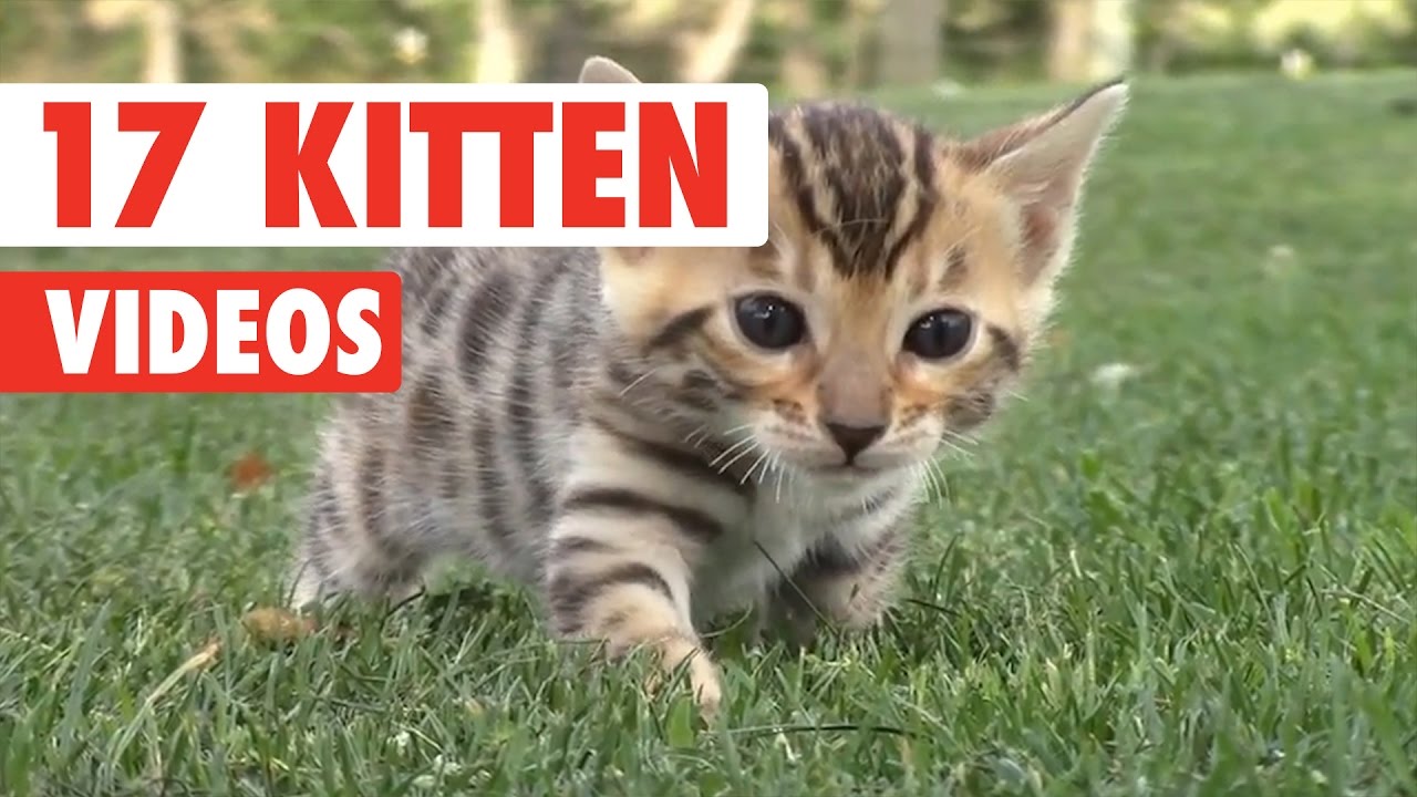 Funny Cute Kittens Videos Catvideosq