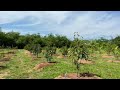 สวนทุเรียน🌳ที่ดินติดคลองเล็ก น้ำไม่ท่วม มีน้ำใช้ตลอดปี