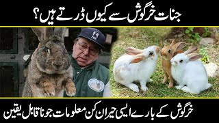 Hidden And Interesting Facts About Rabbits in Urdu Hindi | Urdu Cover