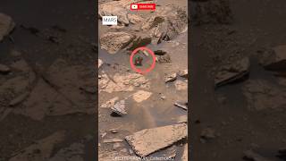 Mars view Curiosity @sciencedawn