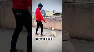 Barking your dog #dog #dogtraining #labrador #lab #training #howtotrainadog