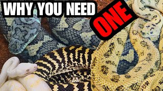 Why You Need A Carpet python