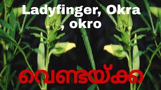 Top 10 Amazing Ladyfinger health benefits // വെണ്ടയ്ക്കയുടെ 10 ആരോഗ്യ ഗുണങ്ങൾ