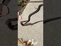 Lizard vs Snake