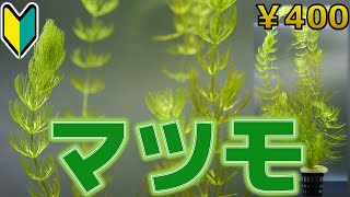 【水草紹介】緑色のフィルター。マツモ【ふぶきテトラ】