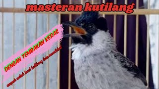 masteran burung KUTILANG dengan TEMBAKAN keras