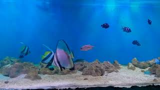"Utopia" Complete: Adding Final Angelfish to 8ft Planted Aquarium#aquarium #fish #fishing #relaxing