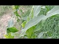 vlog 33 discuss the method of corn cultivation and how to get more fruits corn cultivation