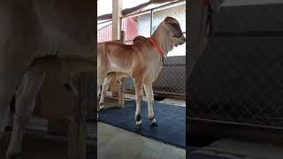 កូនគោស្អាត , Cute cow