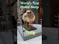 world s first clone sheep dolly